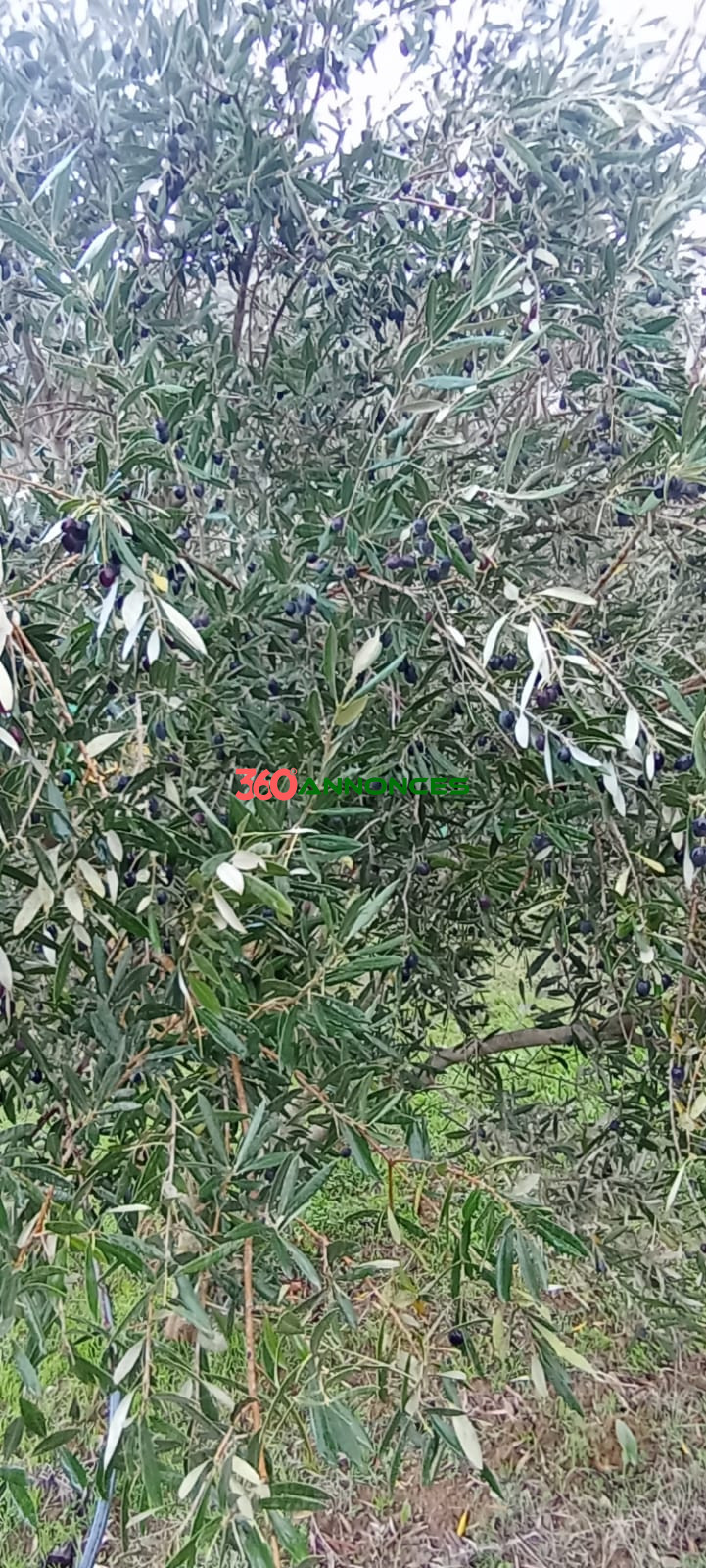 Image Properties Mobile