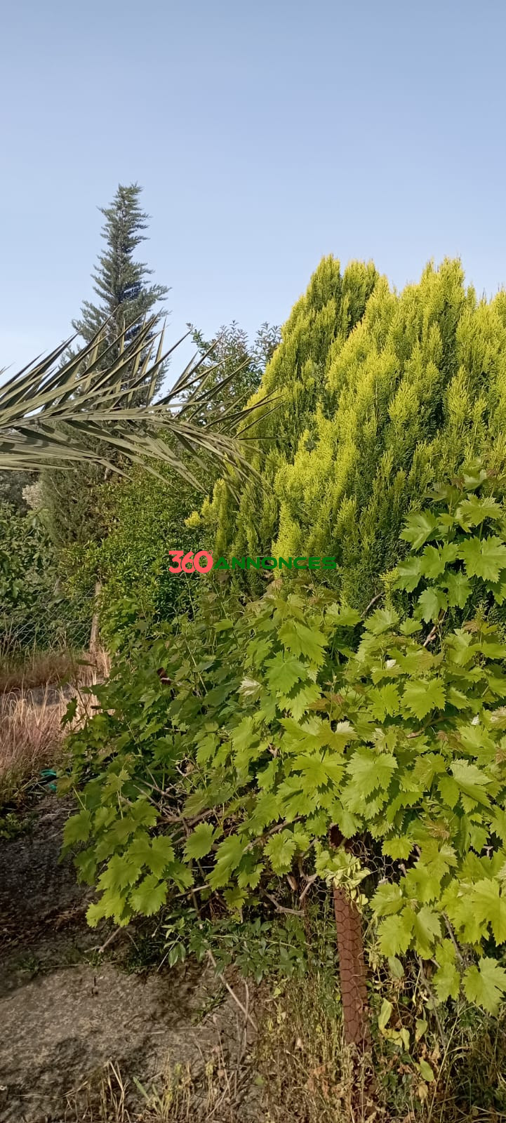 Image Properties Mobile