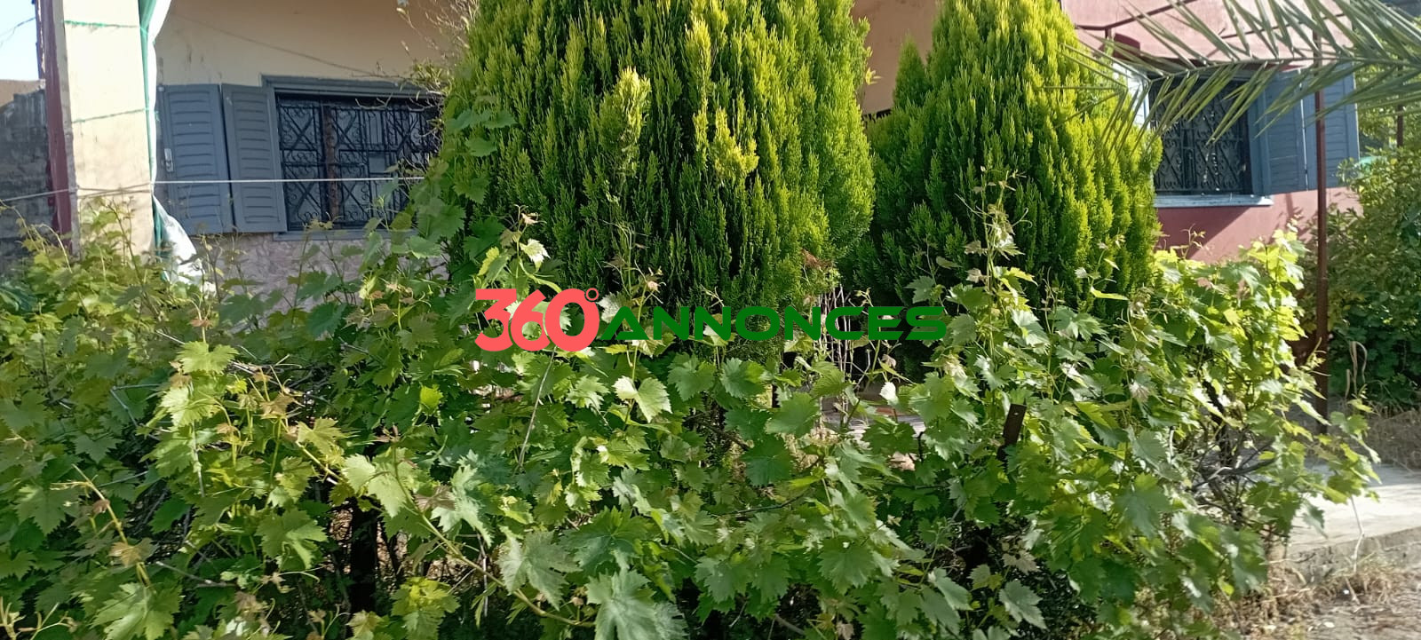 Image Properties Mobile