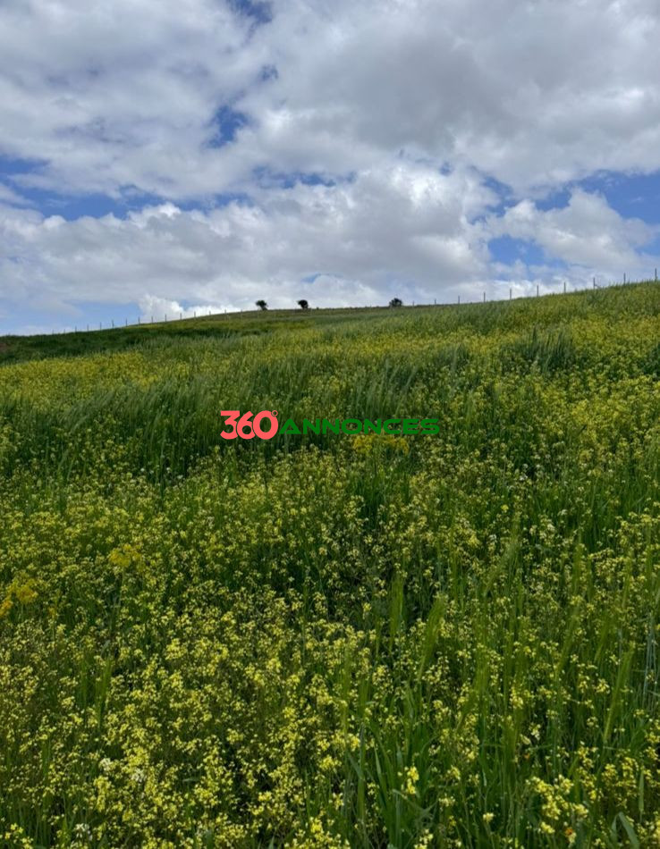 Image Properties Mobile