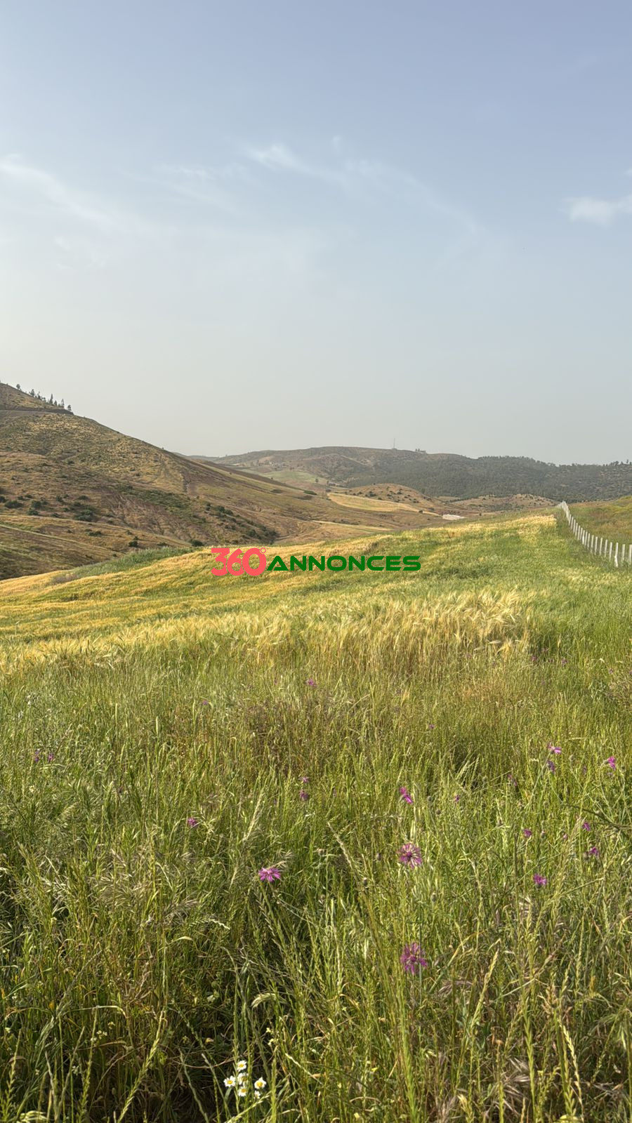 Image Properties Mobile