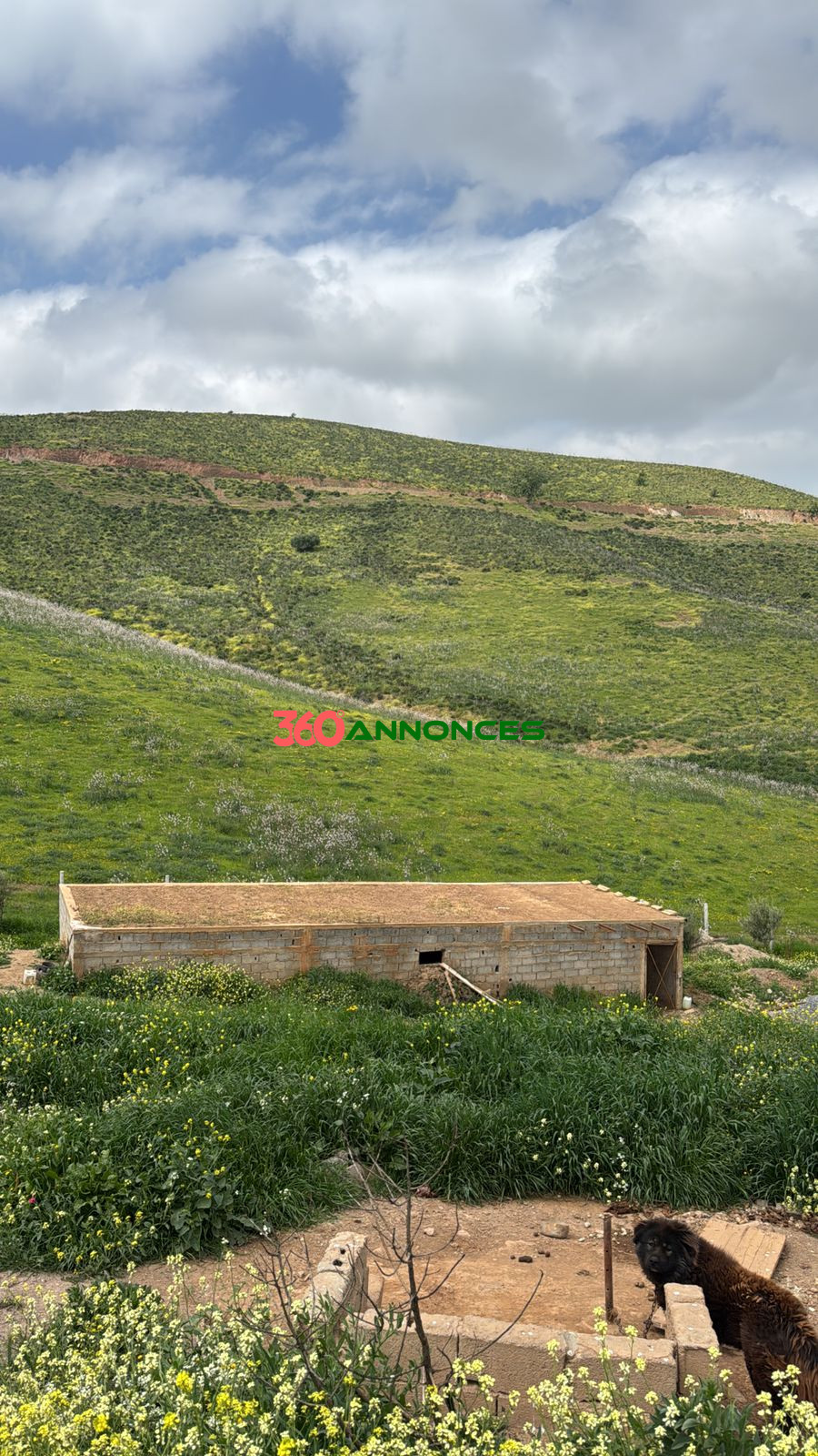 Image Properties Mobile