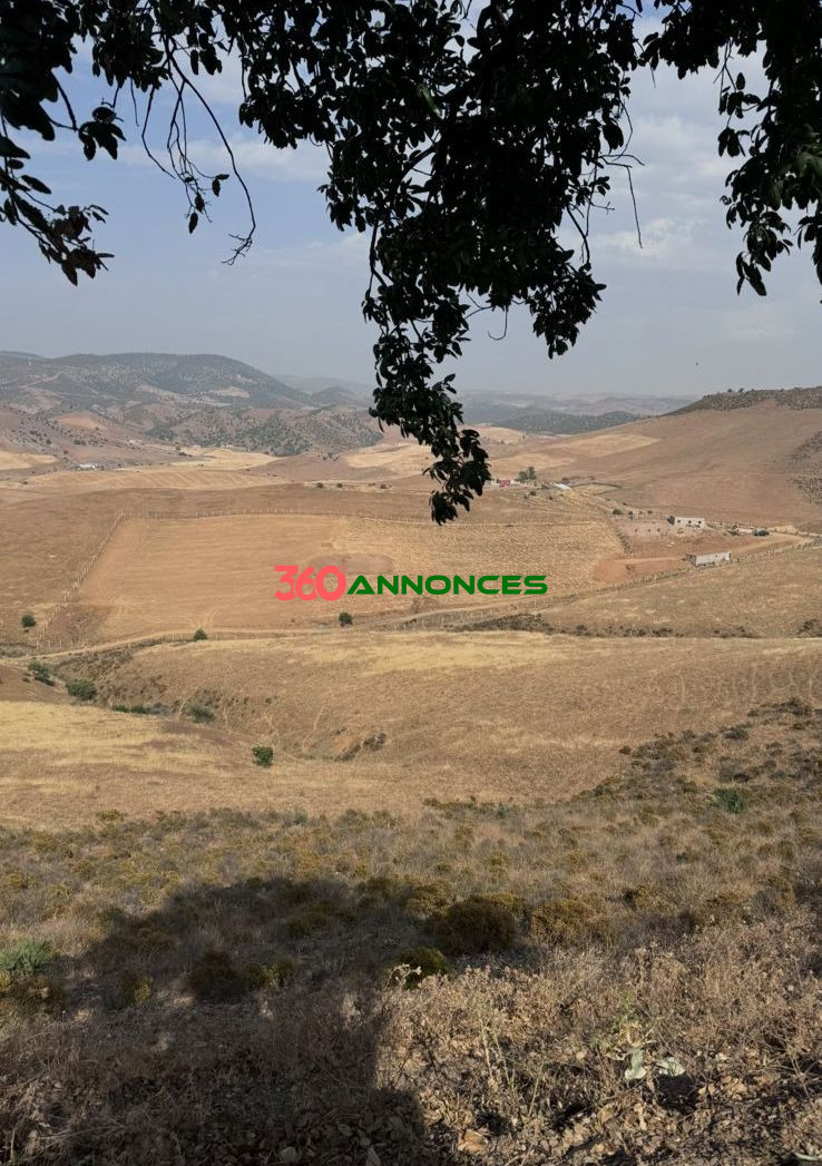 Image Properties Mobile