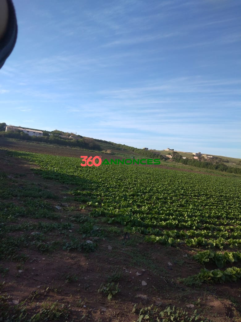 Image Properties Mobile