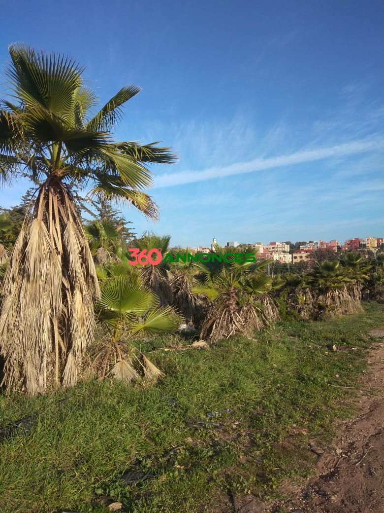 Image Properties Mobile