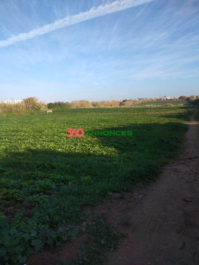 Image Properties Mobile